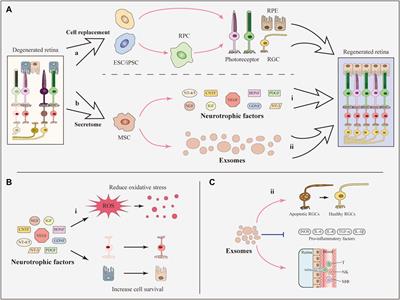 Shaping the Microglia in Retinal Degenerative Diseases Using Stem Cell Therapy: Practice and Prospects